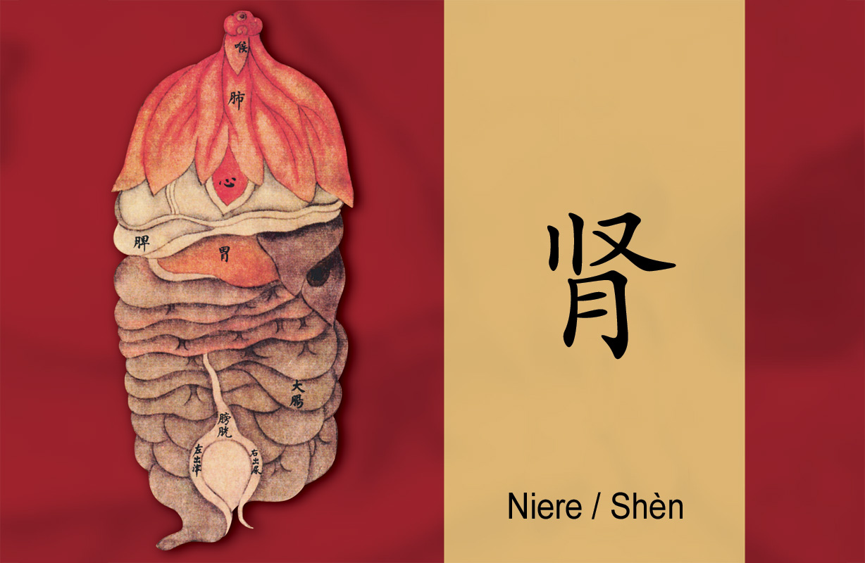 Gesund durch´s Jahr: Die Niere (Shen) online